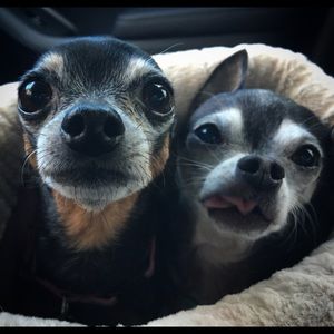 Meet your Posher, Sandra